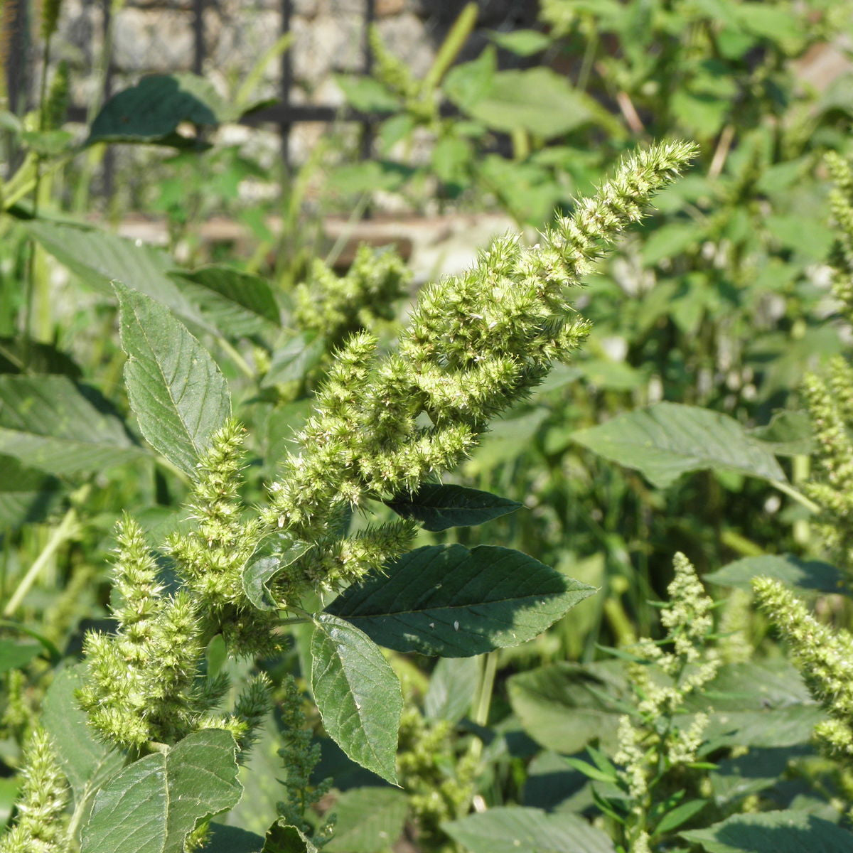 Amaranth Seeds – Retroflexus
