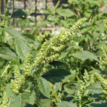Amaranth Seeds – Retroflexus
