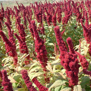 Amaranth Seeds