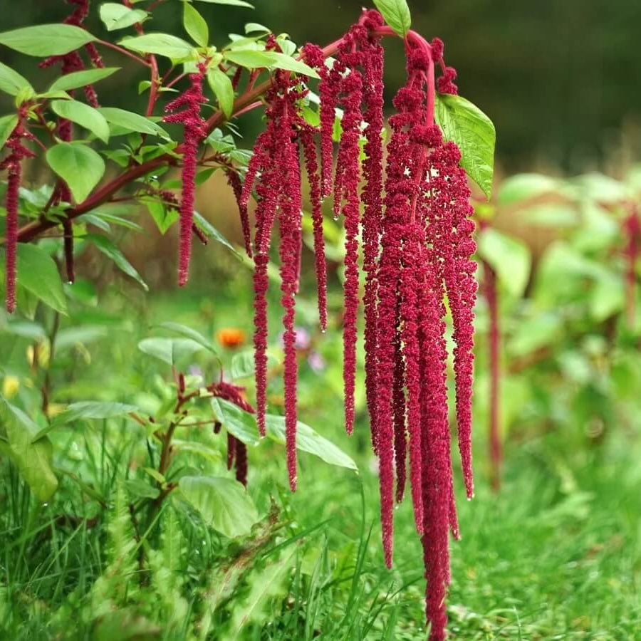 Amaranth Seeds