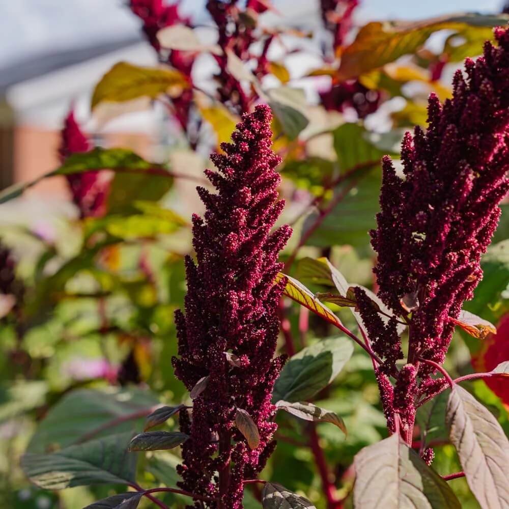 Amaranth Seeds