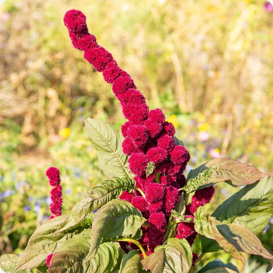 Amaranth Seeds - Elephant Head
