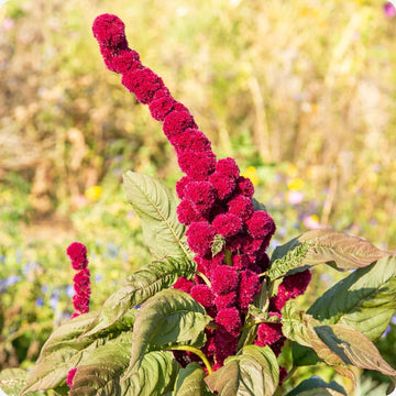 Amaranth Seeds - Elephant Head
