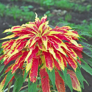 Amaranth Seeds - Flower Plant for Home Gardens