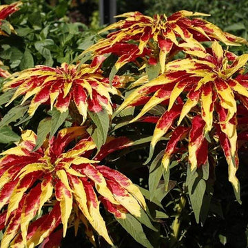 Amaranth Seeds - Flower Plant for Home Gardens