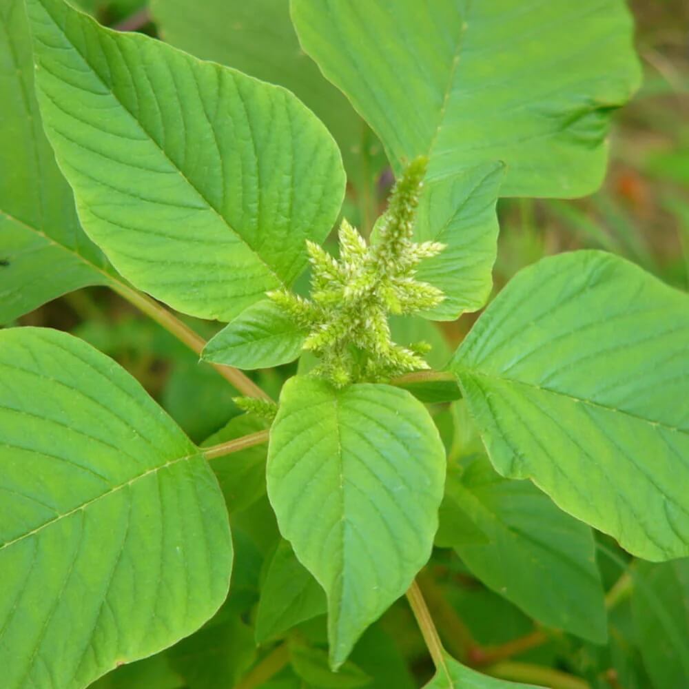 Amaranth Seeds – Edible Green
