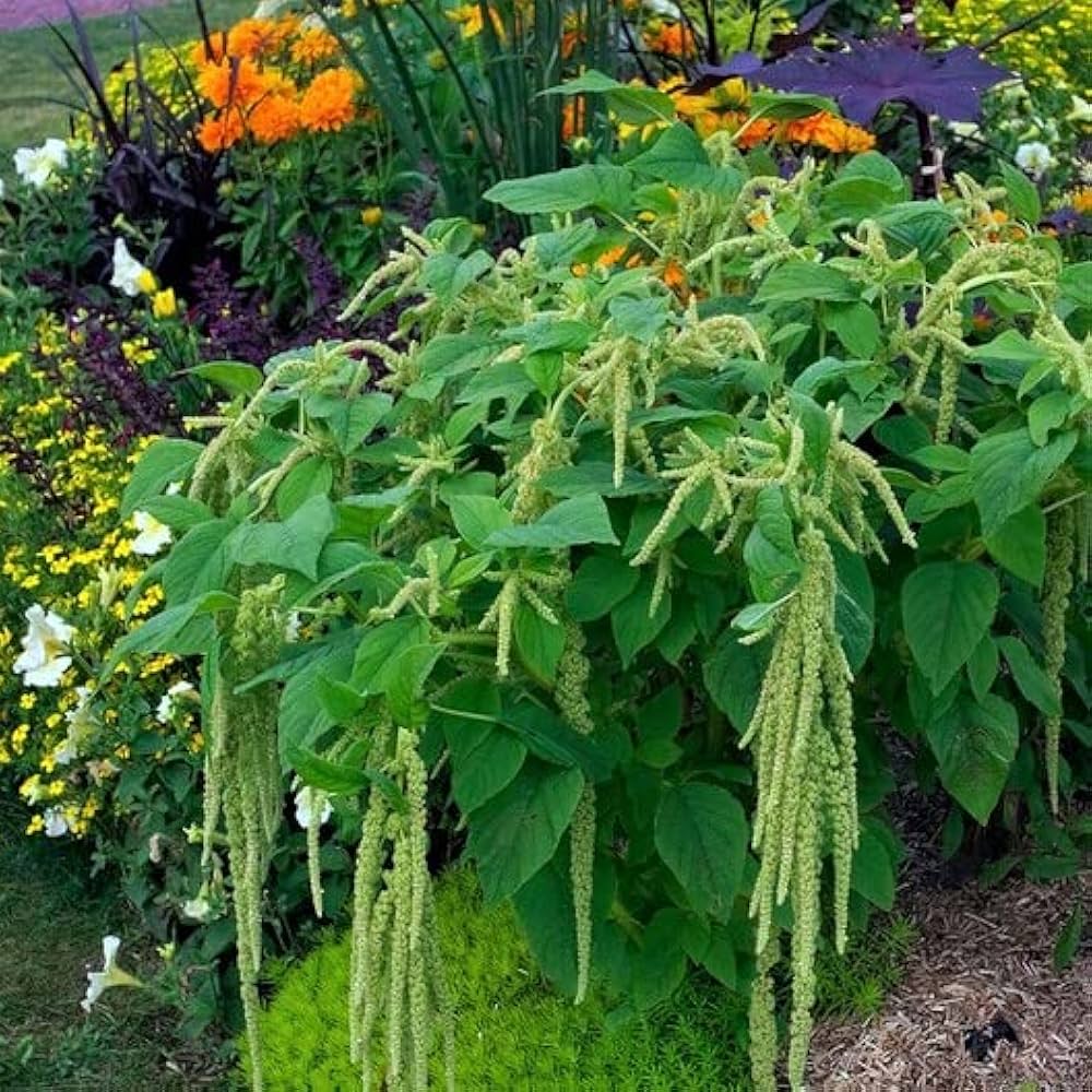 Amaranth Seeds – Green Amaranthus Viridis
