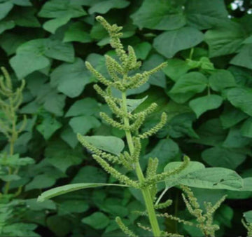 Amaranth Seeds – Hardy Edible Green with Spiky Leaves
