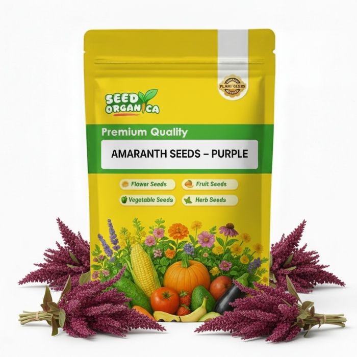 Amaranth Seeds – Purple