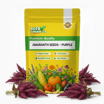 Amaranth Seeds – Purple