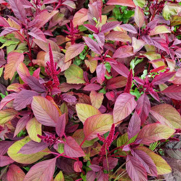 Amaranth Seeds – Purple Amaranth
