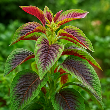 Amaranth Seeds – Red Stripe Leaf
