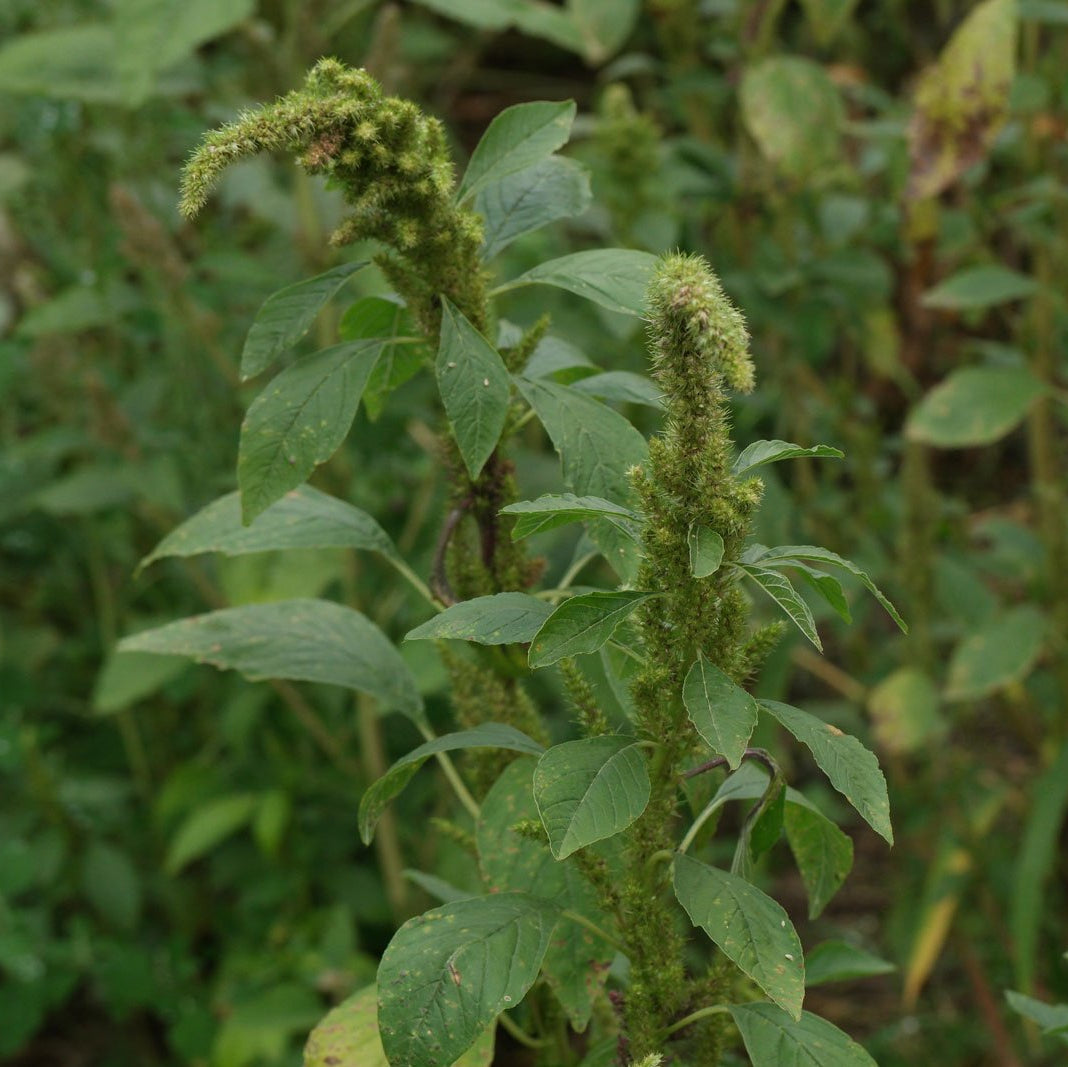 Amaranth Seeds – Retroflexus
