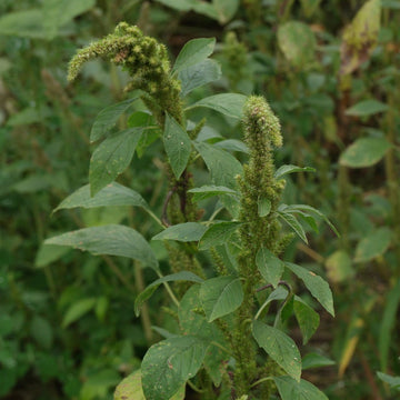 Amaranth Seeds – Retroflexus

