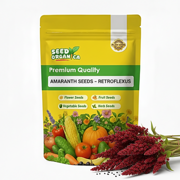 Amaranth Seeds – Retroflexus