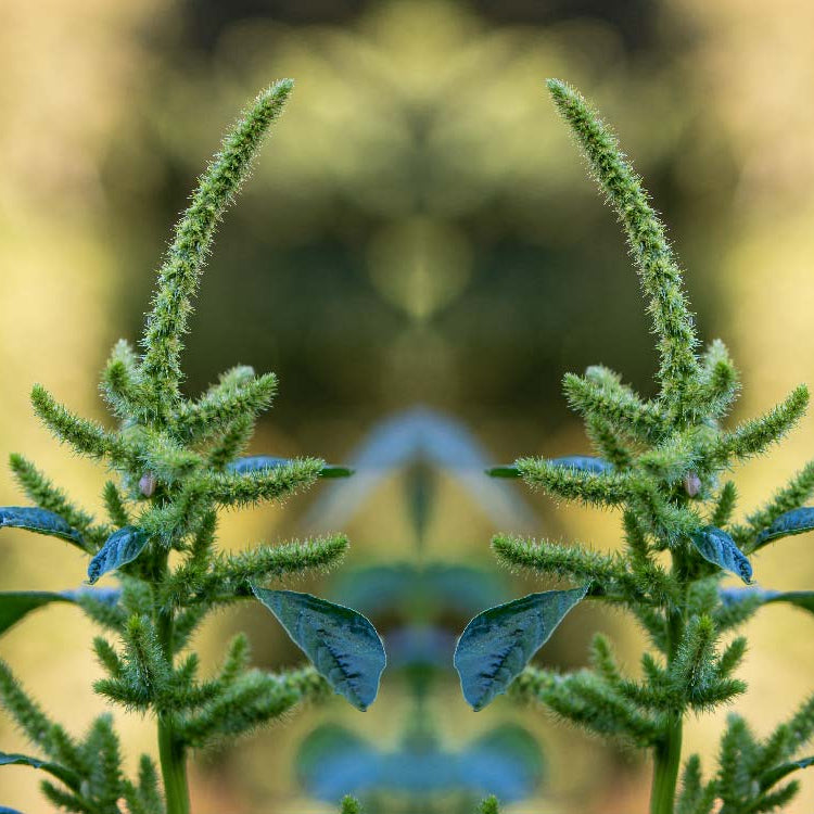 Amaranth Seeds – Smooth
