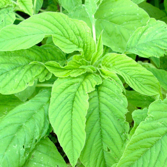 Amaranth Seeds – Tropical Edible Green with Nutritious Leaves
