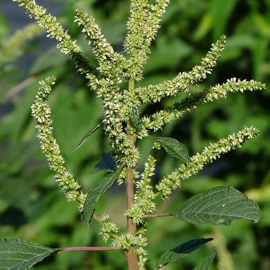 Amaranth Seeds – Smooth
