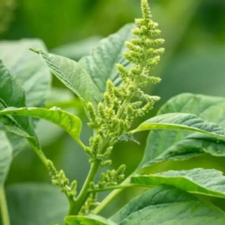 Amaranth Seeds – Smooth

