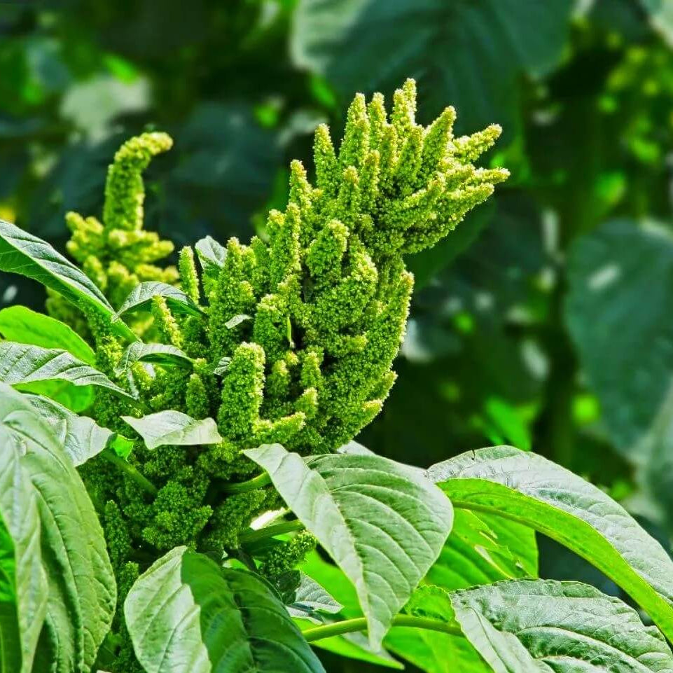 Amaranth Seeds – Tropical Edible Green with Nutritious Leaves
