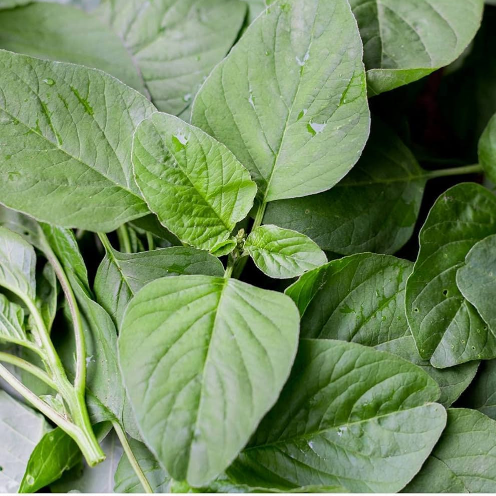 Amaranth Seeds – Tropical Edible Green with Nutritious Leaves
