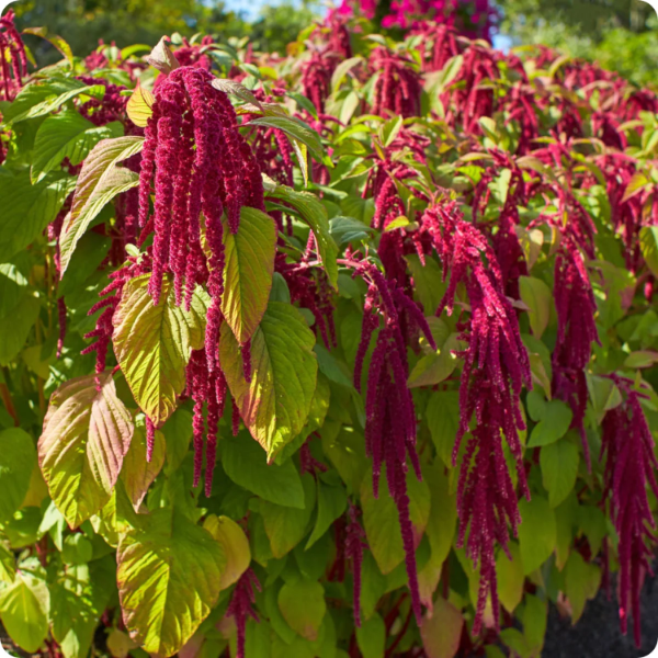 Amaranthus Seeds - Cruentus
