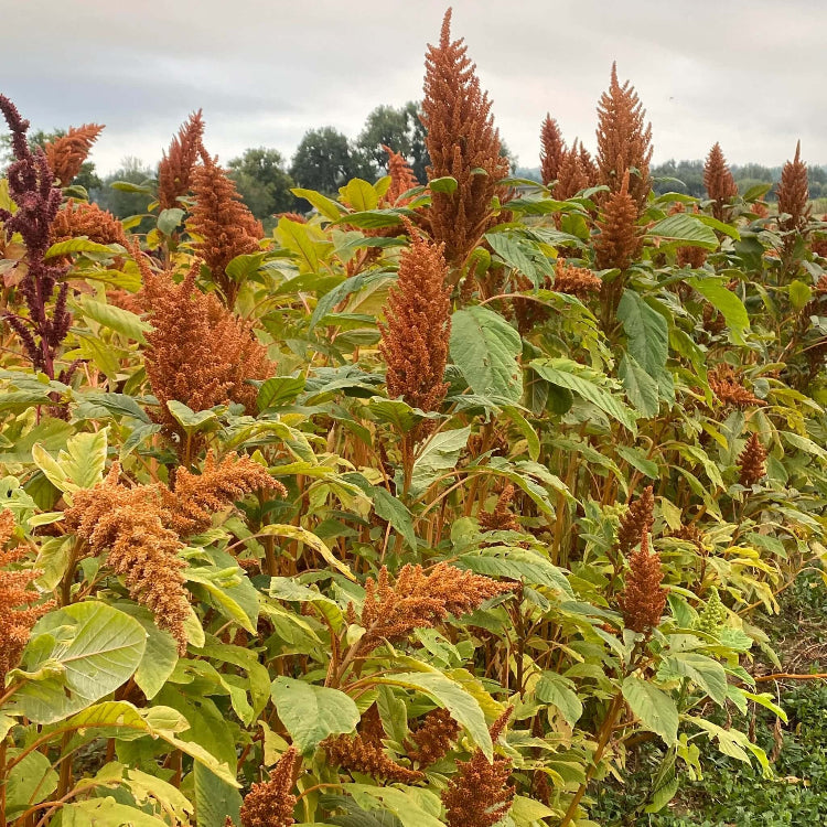 Amaranthus Seeds - Golden Giant
