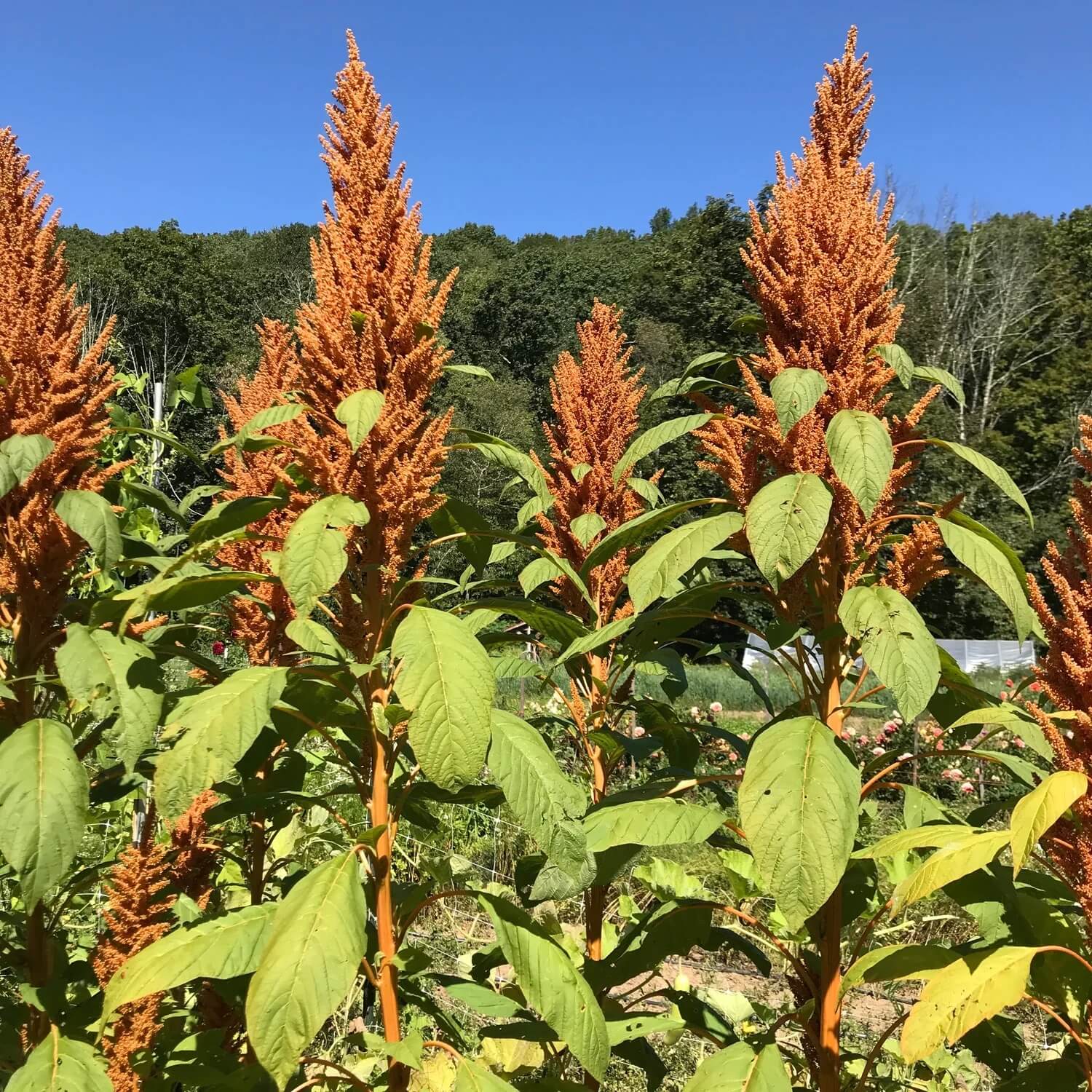 Amaranthus Seeds - Golden Giant

