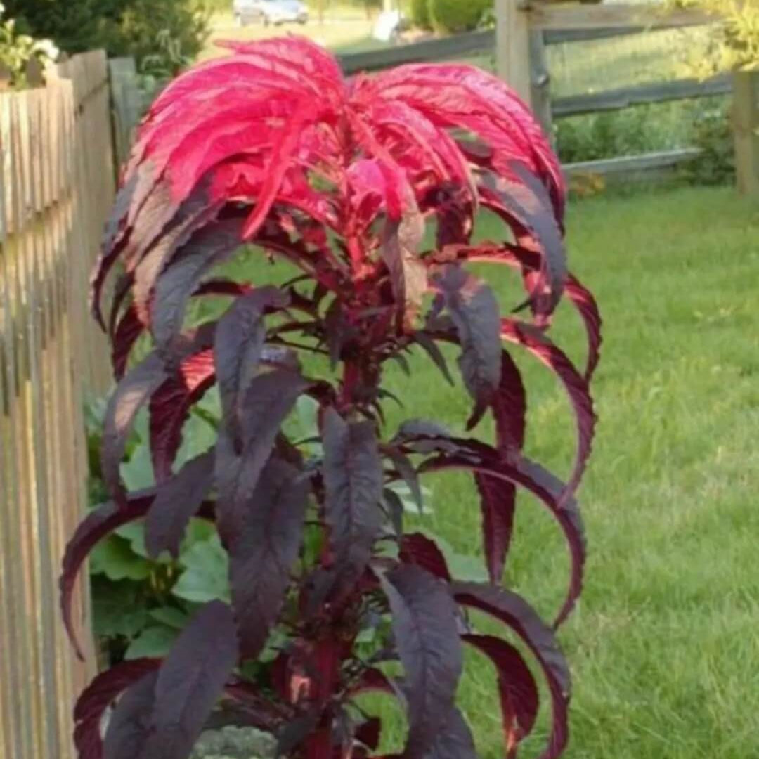 Amaranthus Seeds - Molten
