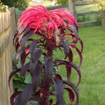 Amaranthus Seeds - Molten
