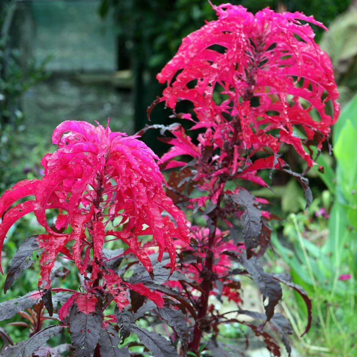 Amaranthus Seeds - Molten