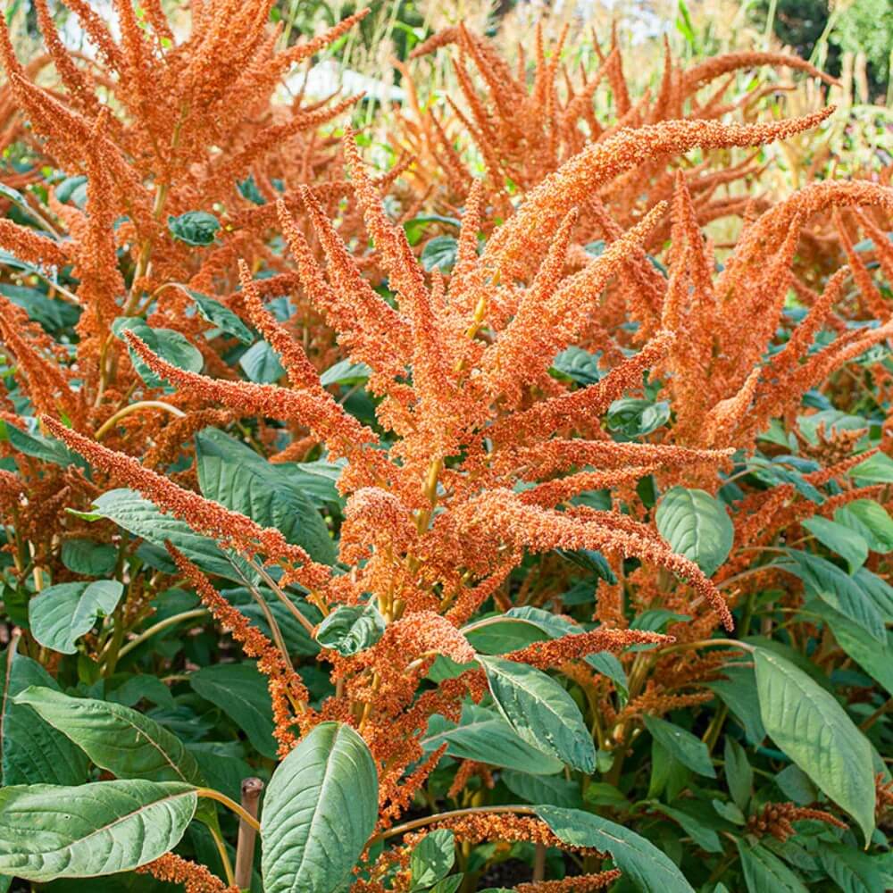 Amaranthus Seeds - Orange Giant
