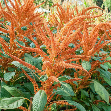 Amaranthus Seeds - Orange Giant
