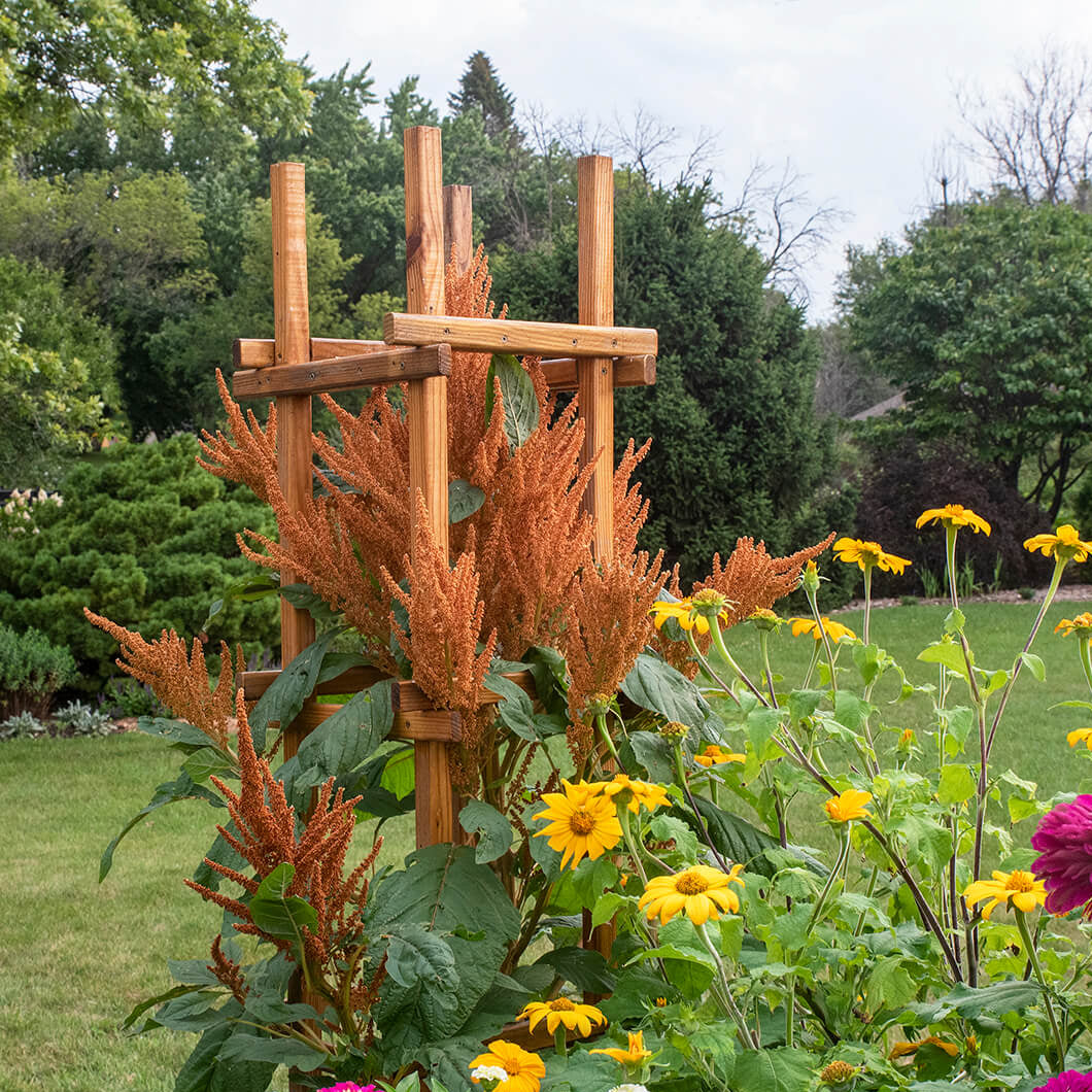 Amaranthus Seeds - Orange Giant
