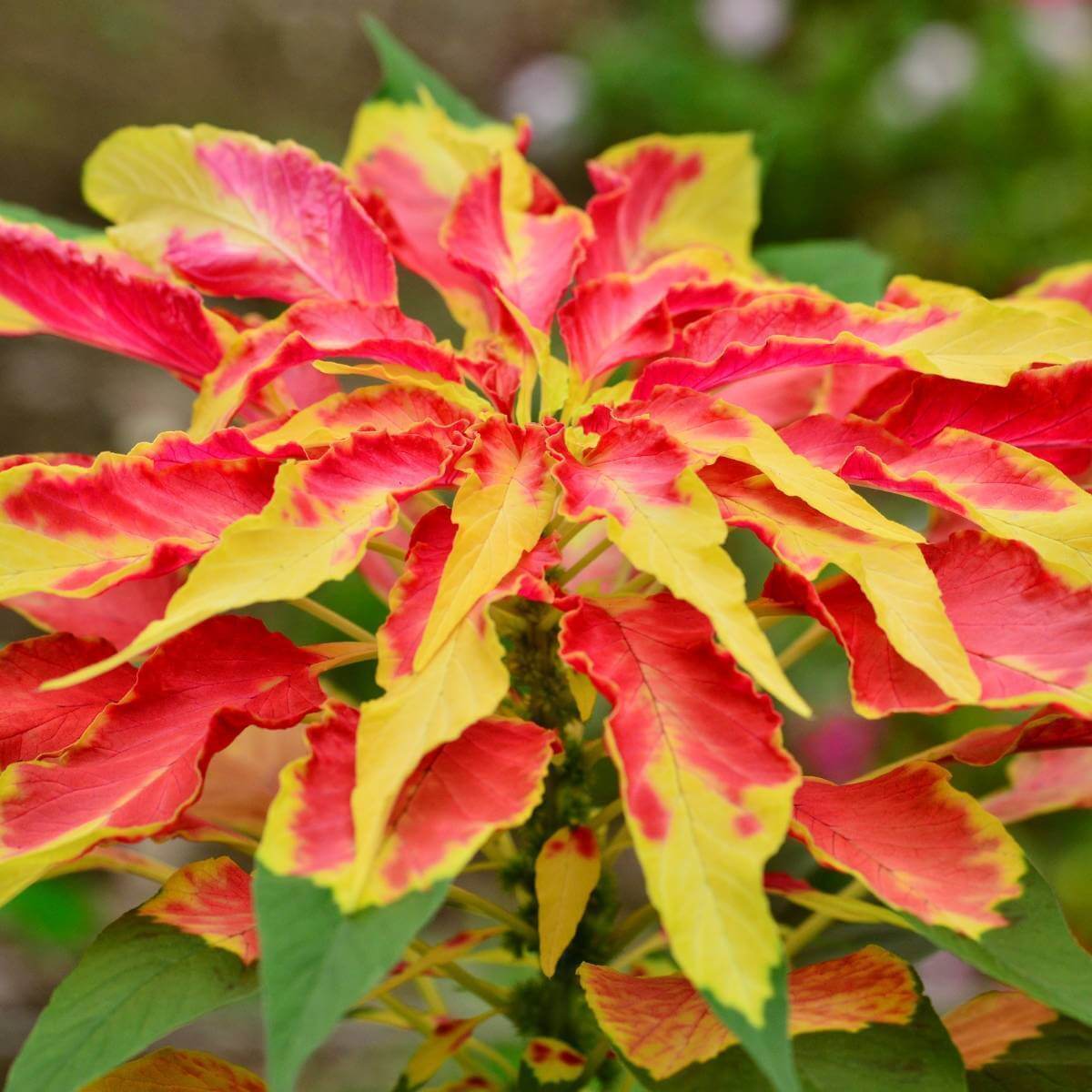 Amaranthus Seeds - Perfecta Rainbow
