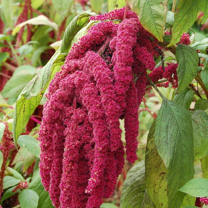 Amaranthus Caudatus Seeds – Love-Lies-Bleeding

