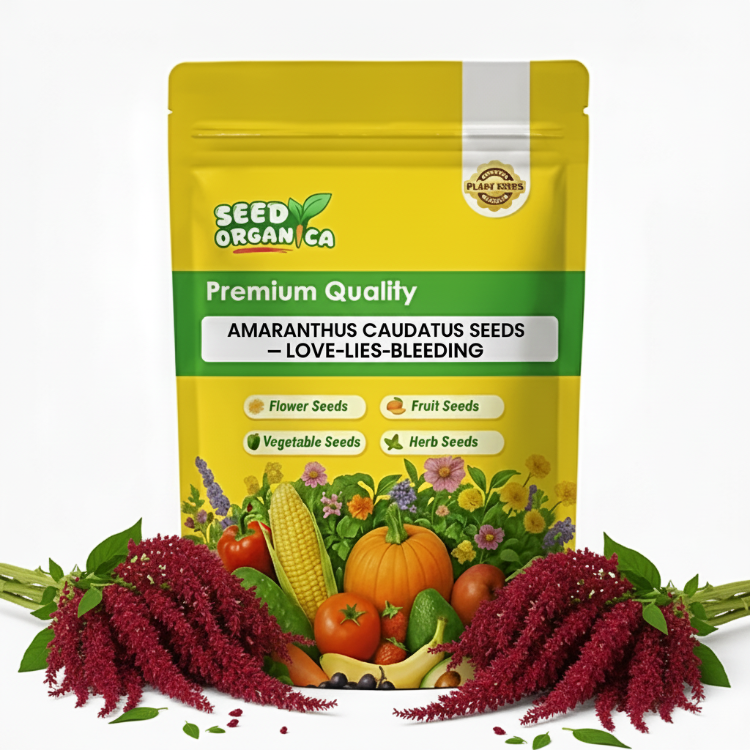 Amaranthus Caudatus Seeds – Love-Lies-Bleeding
