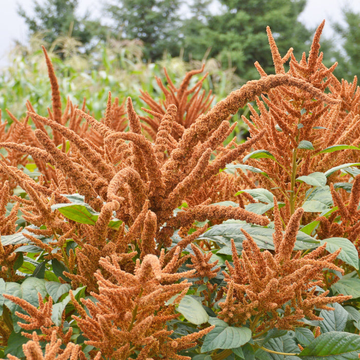 Amaranthus Seeds – Golden Giant

