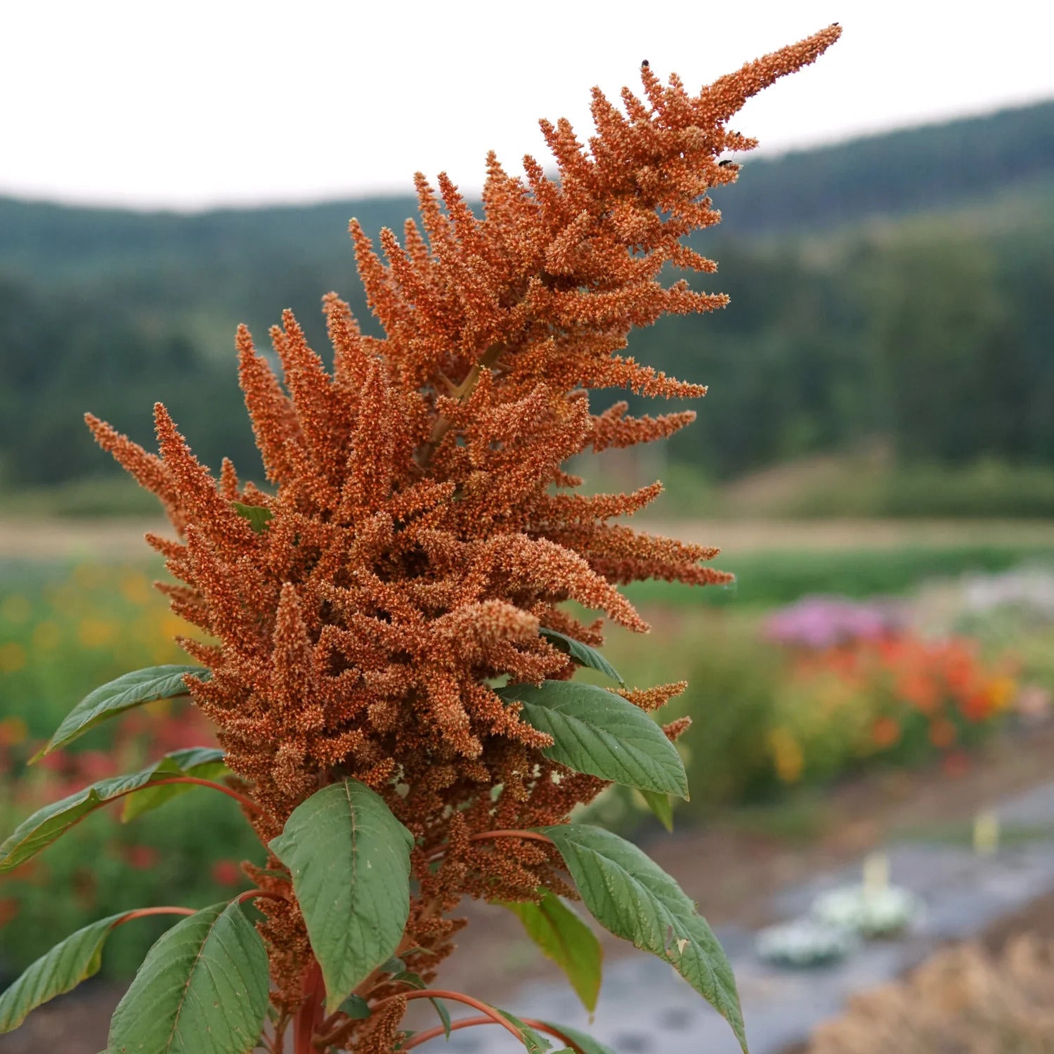 Amaranthus Seeds – Golden Giant
