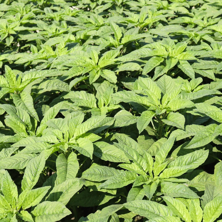 Amaranthus Seeds – Green Callaloo
