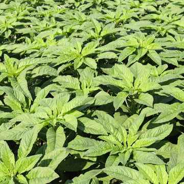 Amaranthus Seeds – Green Callaloo
