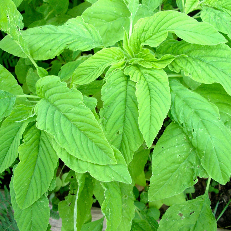 Amaranthus Seeds – Green Pointed Leaf
