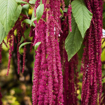 Amaranthus Seeds – Love-Lies-Bleeding
