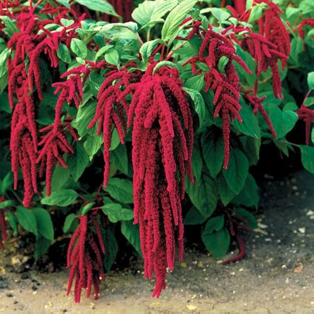 Amaranthus Seeds – Love-Lies-Bleeding
