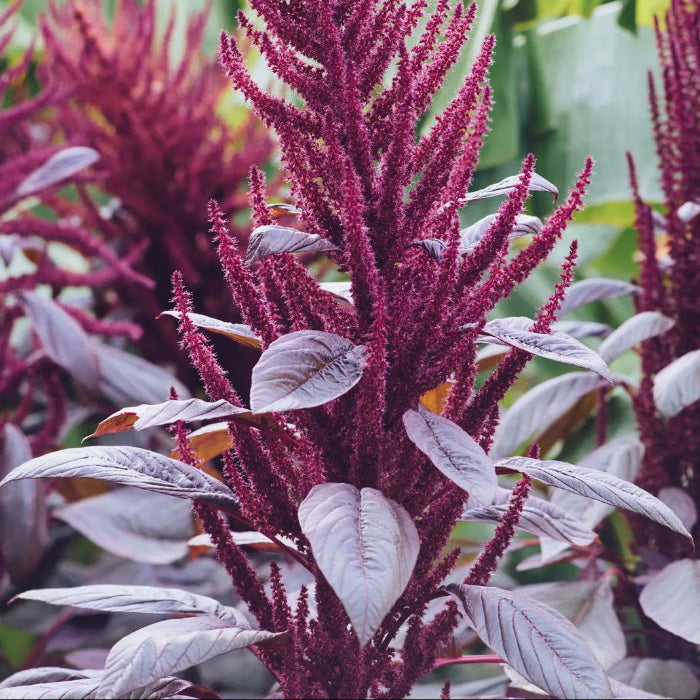 Amaranthus Seeds – Nutrient-Rich
