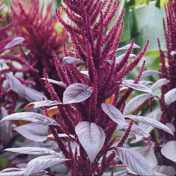 Amaranthus Seeds – Nutrient-Rich
