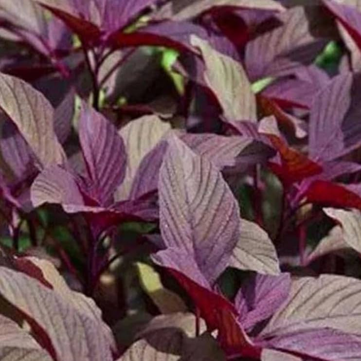 Amaranthus Seeds – Nutrient-Rich
