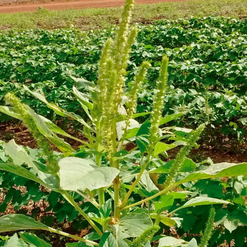 Amaranthus Seeds – Palmer’s Amaranth, Hardy
