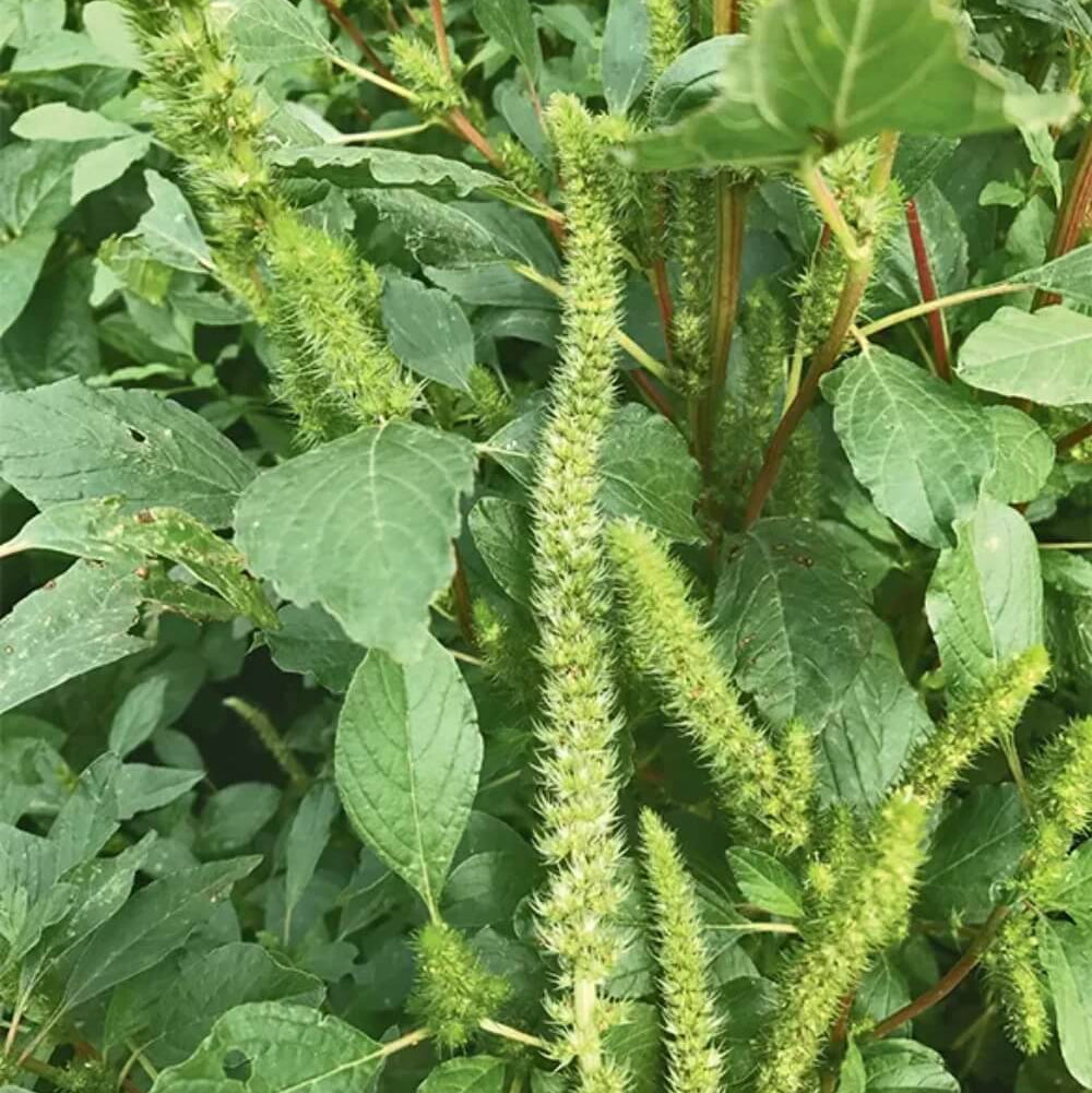 Amaranthus Seeds – Palmer’s Amaranth, Hardy
