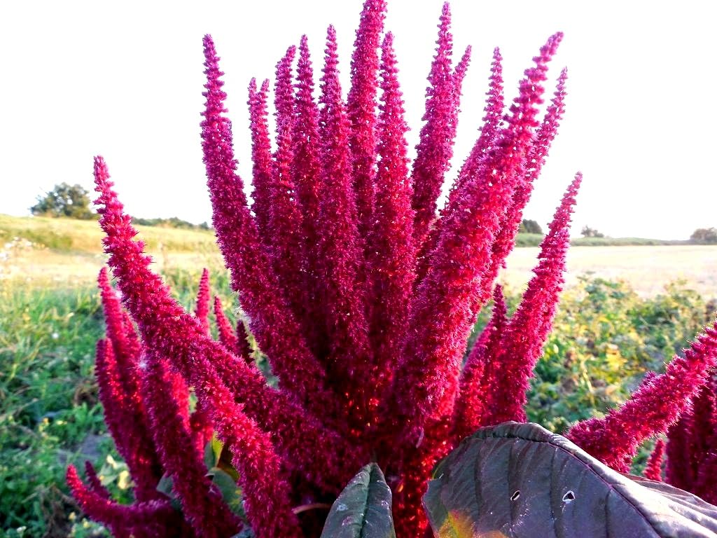 Amaranthus Seeds – Prince’s Feather
